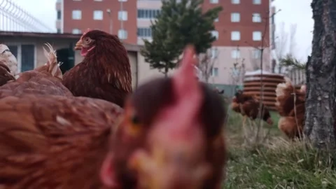 Extreme close-up macro shot of a hen's eye and face, showing intricate details Stock Footage 333554816