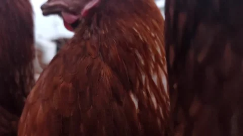 Extreme close-up macro shot of a hen's eye and face, showing intricate details Stock Footage 333554830