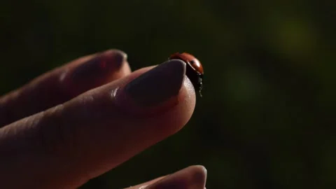 Extreme Close-Up Macro Shot of Ladybug on Fingertip Stock Footage 146560724