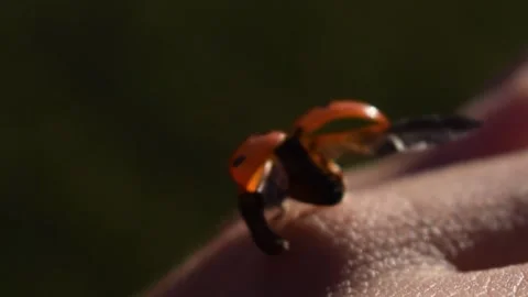 Extreme Close-Up Macro Shot of a Ladybug Flying Off of Hand Stock Footage 146560746