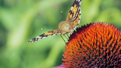 Extreme close up macro shot of orange Small tortoiseshell butterfly Stock Footage 114156959