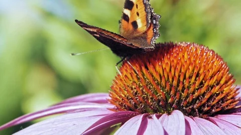 Extreme close up macro shot of orange Small tortoiseshell butterfly Stock Footage 114157133