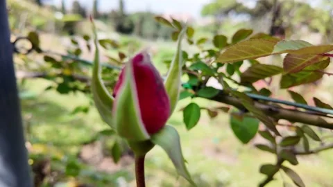 Extreme close-up macro shot of red rose bud Stock Footage 336798460