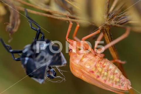 Extreme close up macro with a slipped bug larva on a green plant Stock Photos