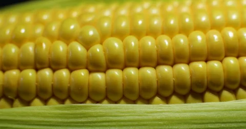 Extreme close up macro studio dolly shot of raw fresh ear of corn Video stock 114991104