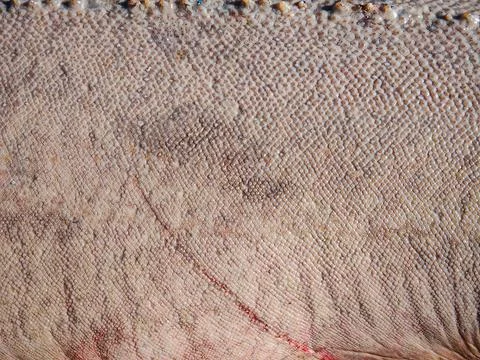 Extreme close-up macro texture of fish skin with natural scale pattern and s 库存照片