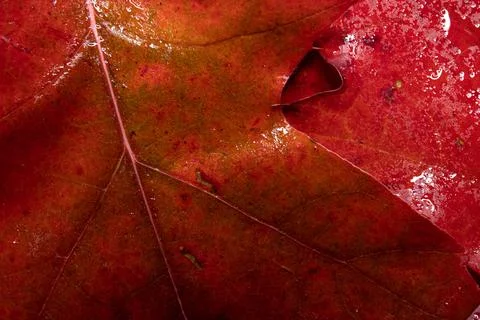 Extreme Close Up Macro Texture of Red Oak Leaf Veins and Dew Drops Foto stock