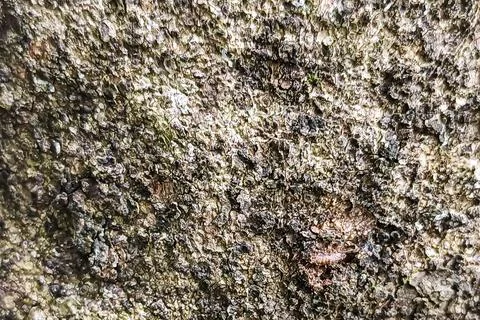 Extreme Close-Up Macro Texture of Rough Natural Tree Bark Stock Photos