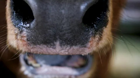 An extreme close up macro video of a brown cow's wet nose The Intimate Deta.. Stock-Footage 316820648