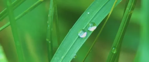 Extreme close up macro view of Dew Drops on a grass leaf Stock Footage 251718423