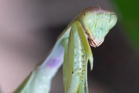 An extreme close up macro view on the head of a European Praying Mantis (Mant Stock-Fotos