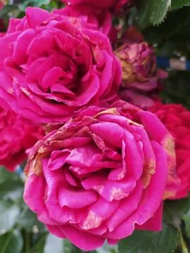 Extreme close up macro view of layered magenta rose petals Stock Photos