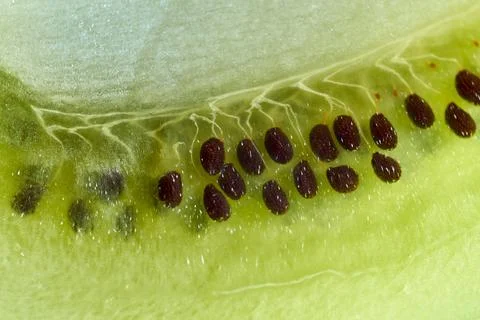 Extreme close-up macro view showing tiny dark seeds embedded in fresh green.. Stock Photos
