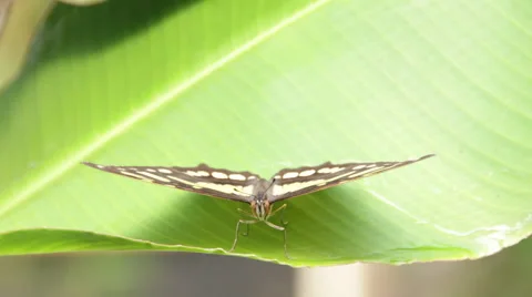 Extreme close up of Malachite Butterfly on green leaf in jungle Stock Footage 59674547