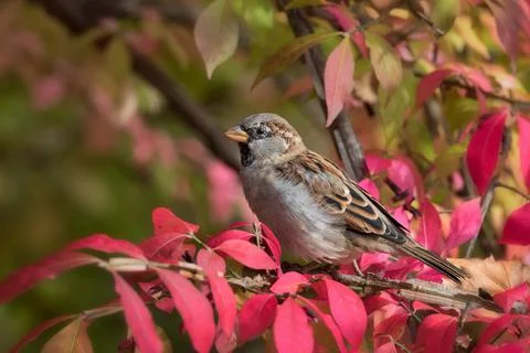 Extreme close up of male House Sparrow bird on branch with red leaves Stock Photos
