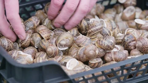 Extreme close up of man doing quality check on snails placed in box Stock Footage 165784068