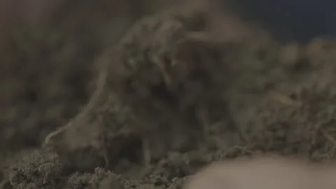 Extreme close up of man sorting thru Soil Stockbeeldmateriaal 251839446