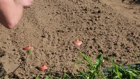 Extreme close-up of a man sowing onion seedlings. Concept of organic bio farming Stock Footage 276818786