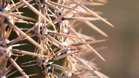 Extreme Close Up Of Many Cactus Spines Tracking Stock-Footage 148402888