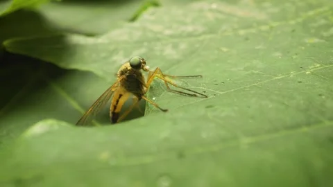 Extreme close-up of a marsh snipefly (Rhagio tringarius). Vidéo 317442580