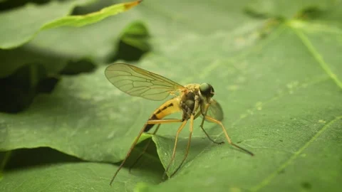 Extreme close-up of a marsh snipefly (Rhagio tringarius). Stock Footage 317442586