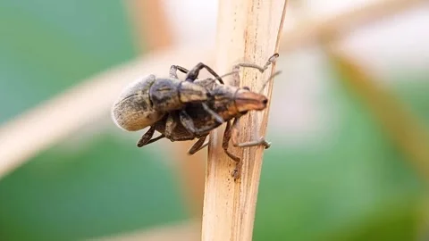 Extreme Close-up of Mating Snout Beetles (Curculionidae) on Dried Grass Stem Video stock 319463988