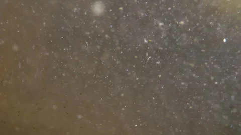 Extreme close-up of microscopic organisms, plankton and algae in the water,.. Stock Footage 240927648