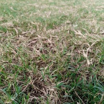 Extreme close up mixed sparse green blades dry dead brown grass Stock Photos