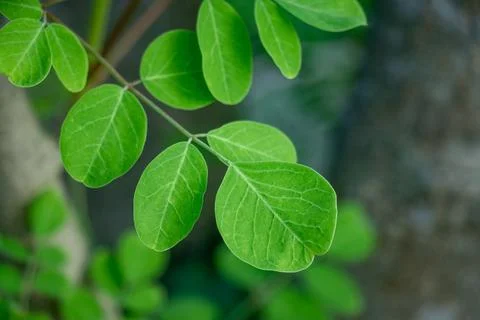 Extreme close up of moringa leaflets, heart shaped in rich green Fotos de archivo
