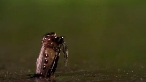 Extreme close up of mosquito hatching on a lake or pond. Stock Footage 75699629