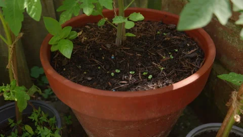 Extreme Close-Up Moss and Soil Texture in Natural Garden Environment Stock-Footage 338174400