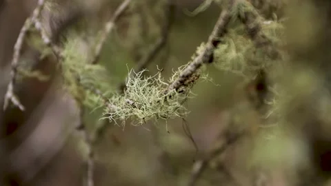 Extreme close-up of a moss covered tree in Fraser, Colorado 動画素材 164126328