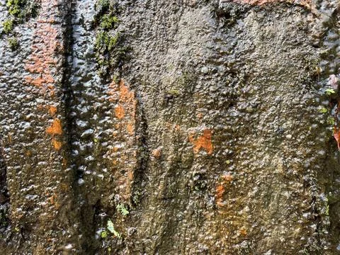 Extreme close up of mossy tree bark texture with background, environment Stock-Fotos