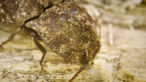 An extreme close-up of the mottled dingy-brown click beetle Stock Footage 325514881