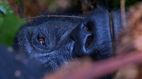 Extreme close-up of a mountain gorilla's face in Bwindi Impenetrable Forest Stock Footage 346176719
