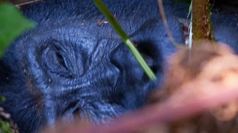 Extreme close-up of a mountain gorilla's face among dense forest vegetation in Stock Footage 346177720