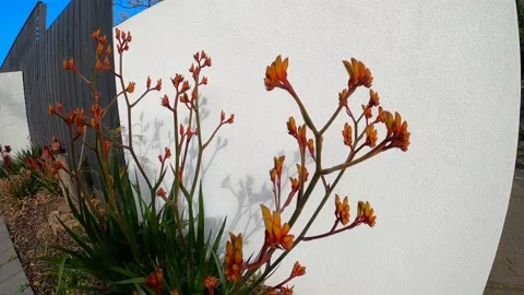 Extreme close up moving shot slow motion kangaroo paw Stock Footage 138286158