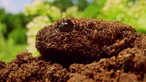 Extreme Close Up of Mud Covered Frog Jumping Out of Frame from Soil Surface with Stock Footage 331023233
