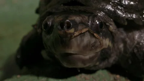 Extreme close up of a musk turtle face Stock Footage 167972606