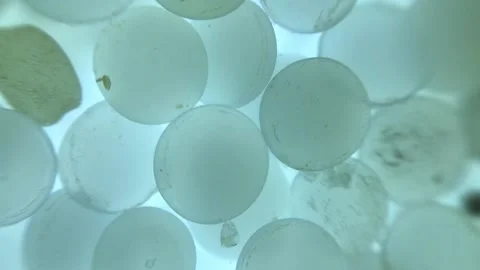 Extreme close-up of nurdles (plastic pellets) as the float past camera Stock Footage 157779224