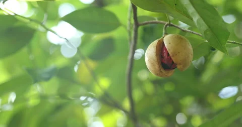 Extreme close up of Nutmeg fruit Vidéo 145875067