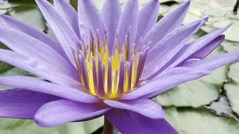 Extreme Close Up of Nymphaea Islamorada Stock Footage 339075174