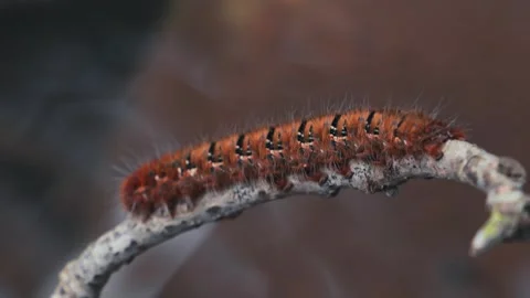 Extreme close-up of Oak Eggar moth caterpillar on stick in smoky light, 4K Stock Footage 342580919