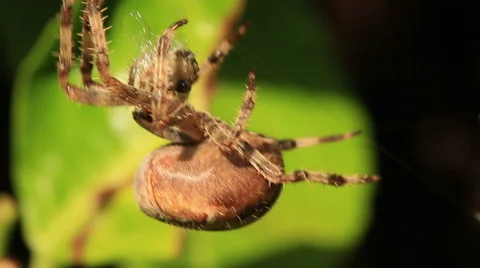 Extreme close up of an orb weaver spider pulling itself up its web Stock Footage 42268526