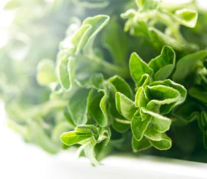 Extreme close up of oregano Stock Photos