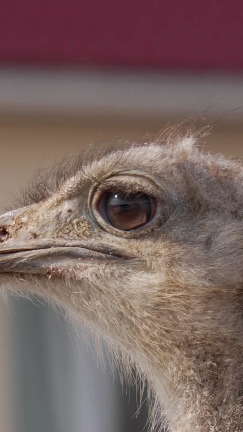 Extreme close up of ostrich eye with long eyelashes vertical video, bird ma.. Stock Footage 346397205