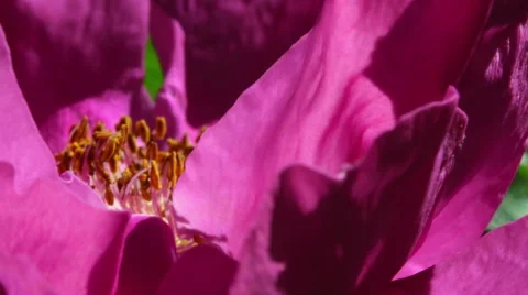 Extreme close up of overblown wild rose in slow motion. Vidéo 60050255