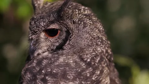 Extreme Close Up of an Owl Turning Its Head Stock Footage 326090411