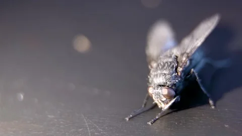 Extreme close up pan of a fly Stock Footage 131570423