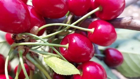 Extreme close-up pan shot of ripe red cherries hanging on a tree branch with gre Vidéo 338283242